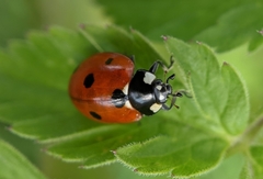 Coccinella septempunctata