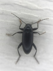 Lobopoda socia