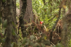 Disocactus speciosus