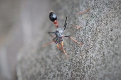 Myrmecia rufinodis