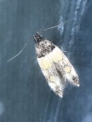 Triclonella determinatella