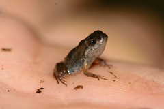 Microbatrachella capensis