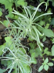 Vernonia lindheimeri