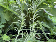 Vernonia lindheimeri