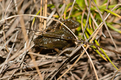 Microbatrachella capensis