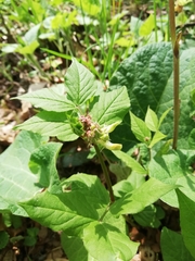 Vicia oroboides