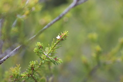 Thryptomene ericaea