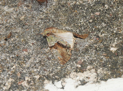 Stauropides persimilis