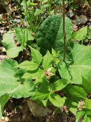 Vicia oroboides