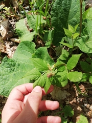 Vicia oroboides