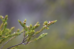 Thryptomene ericaea
