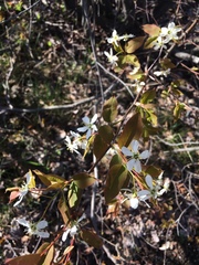 Amelanchier × neglecta