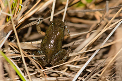 Microbatrachella capensis
