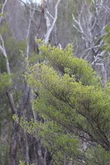 Thryptomene ericaea