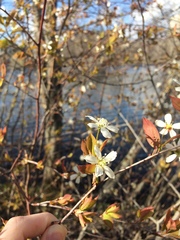 Amelanchier × neglecta