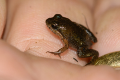 Microbatrachella capensis