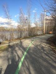 Amelanchier × neglecta