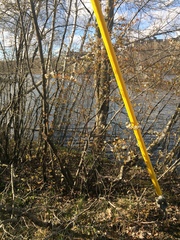 Amelanchier × neglecta