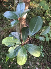 Corynocarpus laevigatus