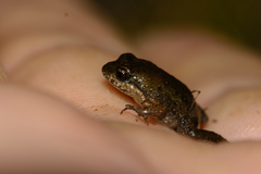Microbatrachella capensis