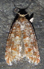 Eucopina cocana