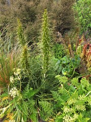 Aciphylla takahea