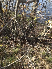 Amelanchier × neglecta