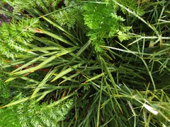 Aciphylla takahea