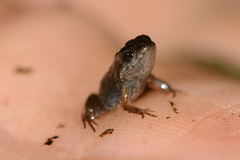 Microbatrachella capensis