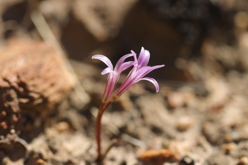 Image of Lachenalia corymbosa by (c) Cecile Roux, some rights reserved (CC BY-SA)