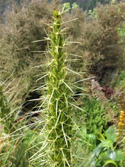 Aciphylla takahea