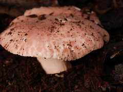 Russula kalimna