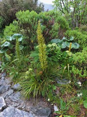 Aciphylla takahea