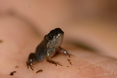 Microbatrachella capensis
