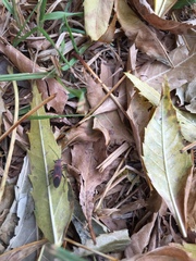 Leptocoris mitellatus