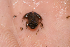 Microbatrachella capensis