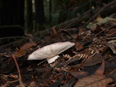 Russula kalimna
