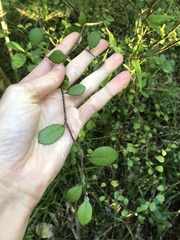 Streblus heterophyllus