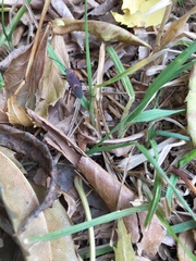 Leptocoris mitellatus