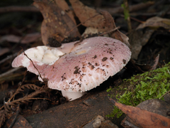 Russula kalimna