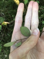 Streblus heterophyllus