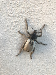 Brachycerus tauriculus