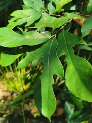 Artocarpus hypargyreus