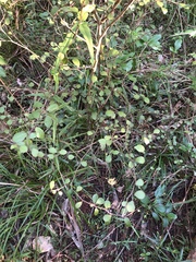 Streblus heterophyllus