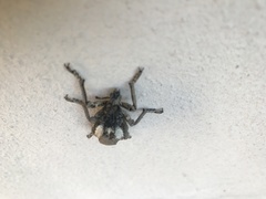 Brachycerus tauriculus