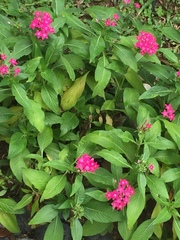 Pentas