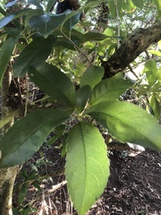 Melicytus ramiflorus