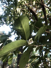 Melicytus ramiflorus