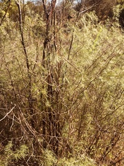 Asparagoideae