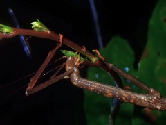 Phaenopharos struthioneus
